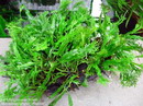 Java Fern